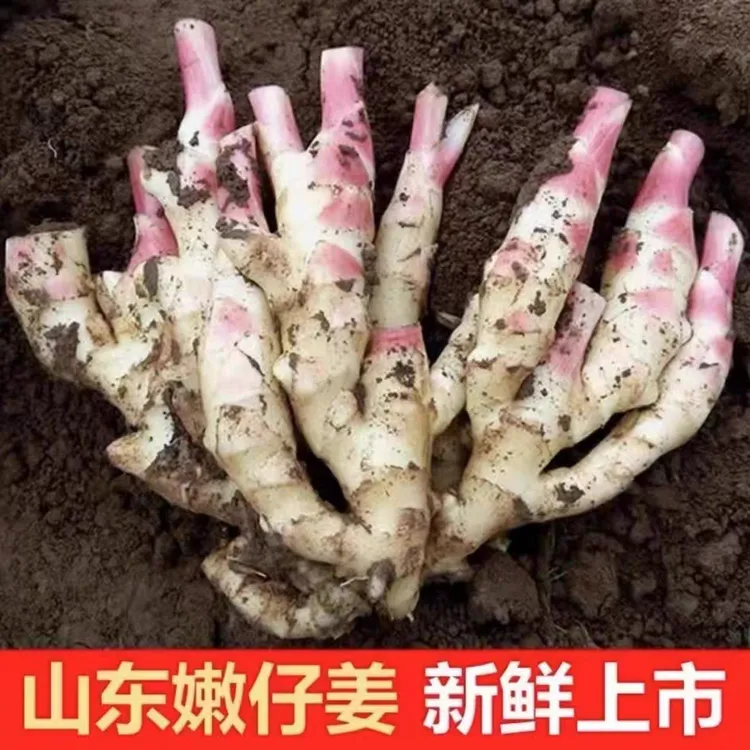红芽嫩姜生姜仔姜五指姜现挖现发泥姜姜姜子