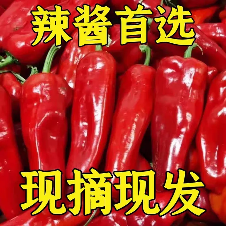 【中辣大红椒】新鲜蔬菜红辣椒红辣椒大红尖椒美人椒剁椒农家自种