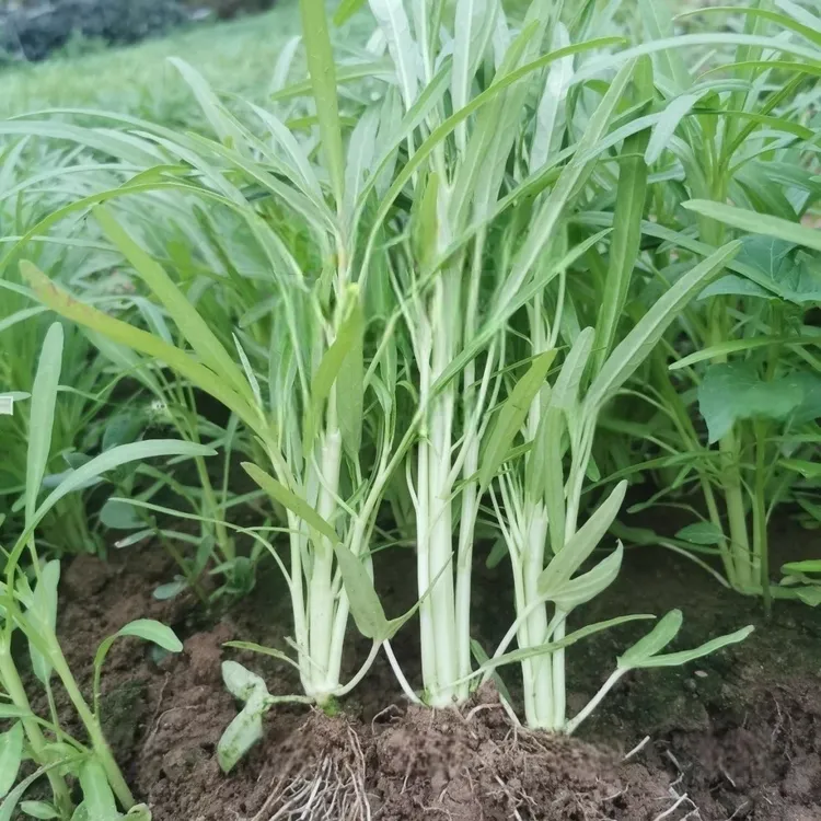 绝味白梗柳叶空心菜种苗适合阳台盆栽与大田种植四季