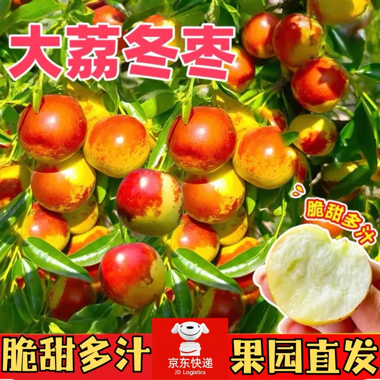 【产地直发】陕西大荔冬枣脆甜多汁皮薄核小维C孕妇S5-1