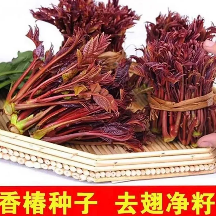 【红油香椿种子】家庭种植耐寒耐热阳台花盆小院种植