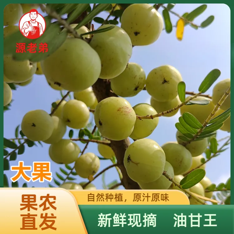 源老弟柿饼油甘潮汕新鲜现摘油柑余甘果生吃榨汁煲汤孕妇水果一斤