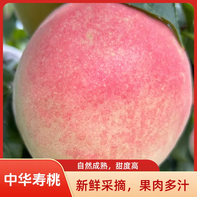 山东淄博中华寿桃现摘现发脆甜寿桃之乡礼盒装