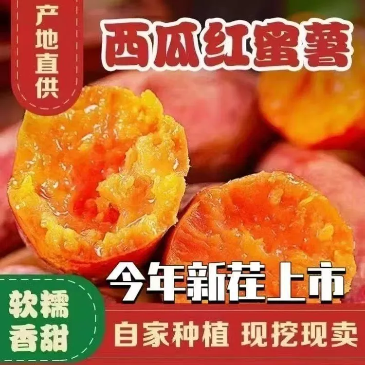 沙地地瓜红薯西瓜红蜜薯西瓜红红薯