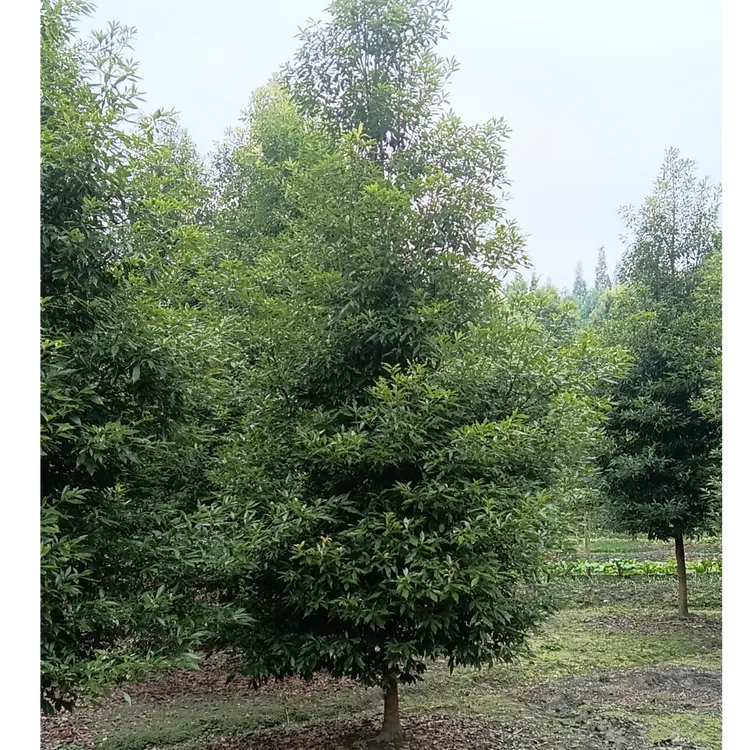 正宗金丝楠小叶桢楠小苗