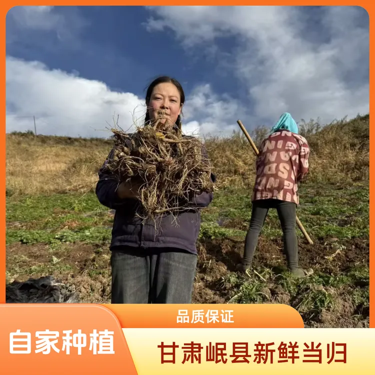 甘肃岷县自家采挖鲜当归煲汤炖肉