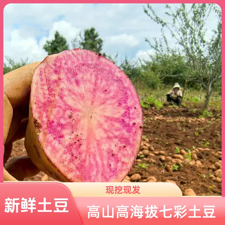 云南大理2025新鲜七彩土豆现挖花青素土豆花心土豆洋芋马铃薯