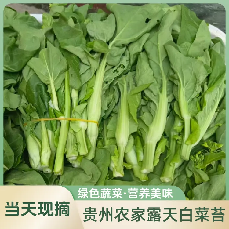 贵州农家露天白菜苔当季白菜心新鲜时令火锅蔬菜现摘保鲜发货包邮