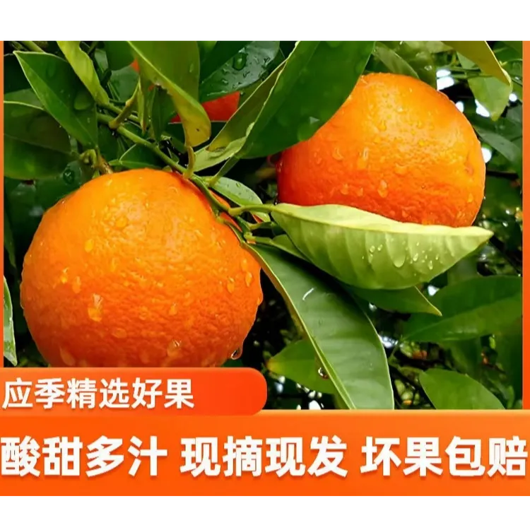【琴姐专属】果园直发爱媛果冻橙现摘新鲜手剥橙子应季孕妇水果整箱