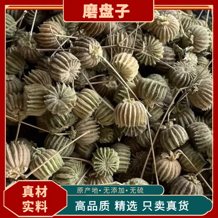 磨盘子大果新货磨盘草果子磨盘籽磨盘草果子磨盘籽磨盆子益母草