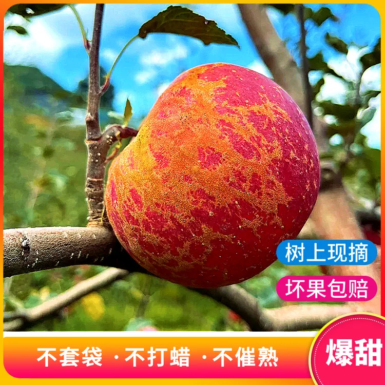 正宗云南昭通新鲜采摘高山高原冰糖心丑苹果脆甜多汁产地直发