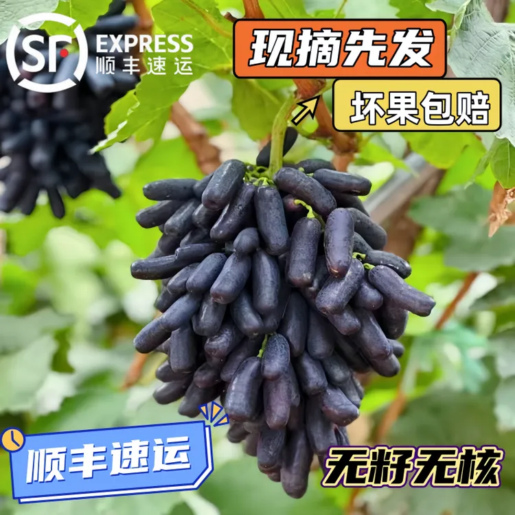 【顺丰速运】正宗蓝宝石葡萄提子新鲜采摘发货无籽无核新鲜水果