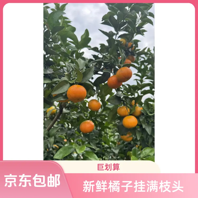 【京东快递】四川资中县农民自家种植金秋沙糖桔无添加自然成熟
