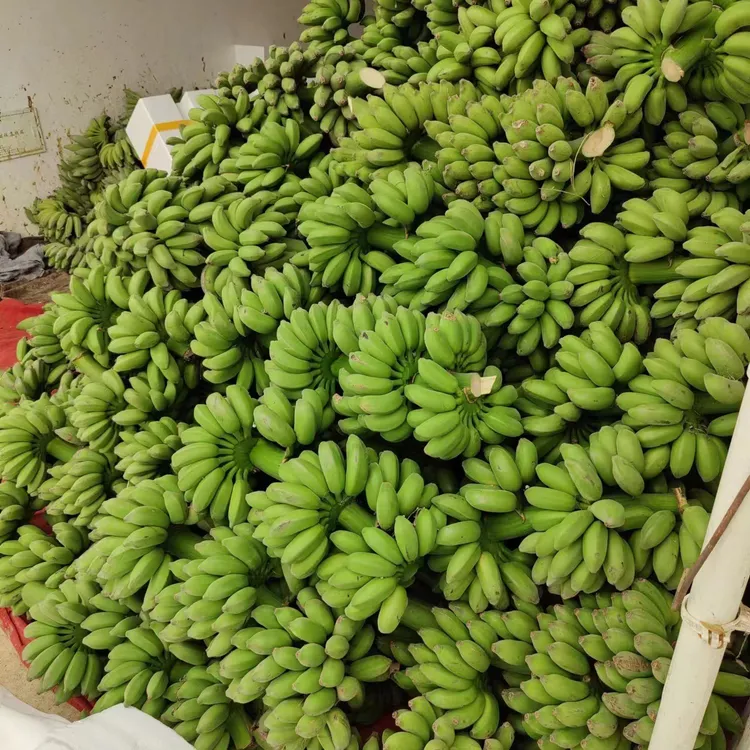广西小米蕉苹果皇帝蕉新鲜采摘绿皮发货自然成熟无催熟剂孕妇水果