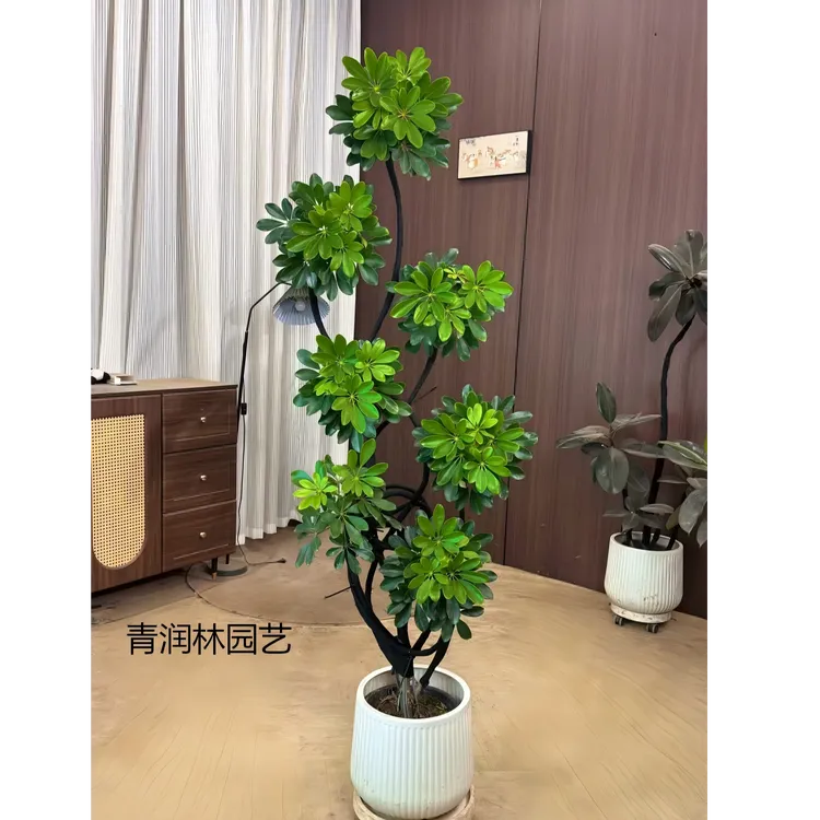 老桩鸭脚木客厅网红绿植大盆栽大摆件室内绿植落地绿植大型绿植