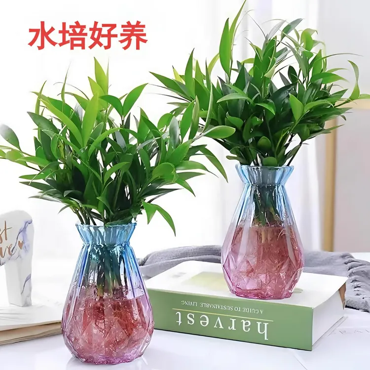 水培竹柏懒人植物盆栽绿植室内花卉桌面客厅办公室好养四季常青
