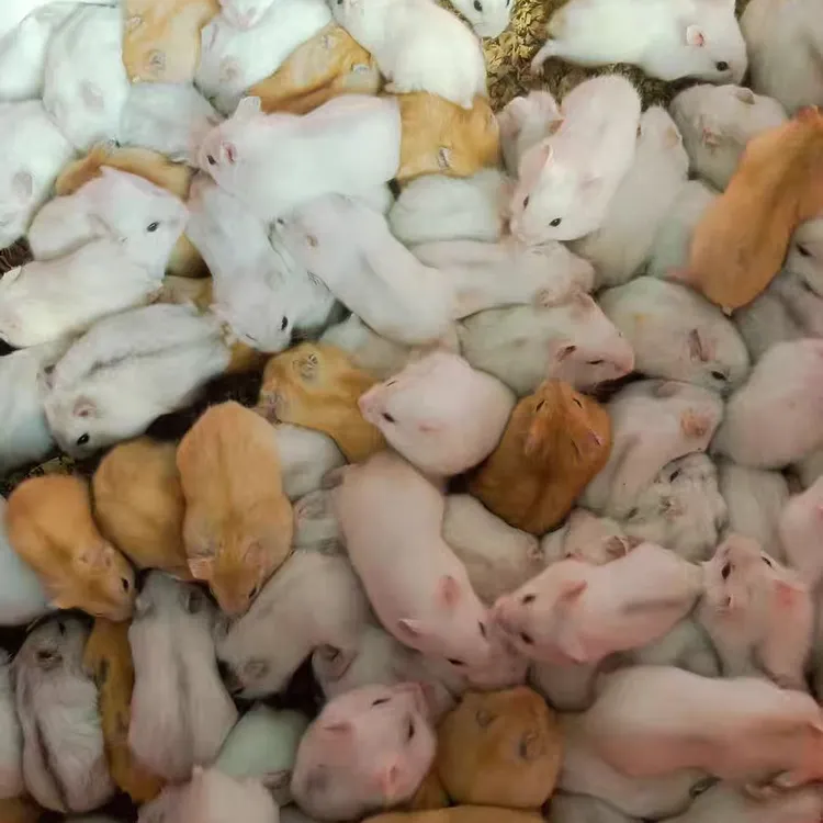 仓鼠活体一只三线紫仓布丁白色仓鼠活体都有咬人风险