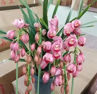 【粉钻一年苗】花如其名 钻石粉 型室内客厅好养易活花卉 花期超长
