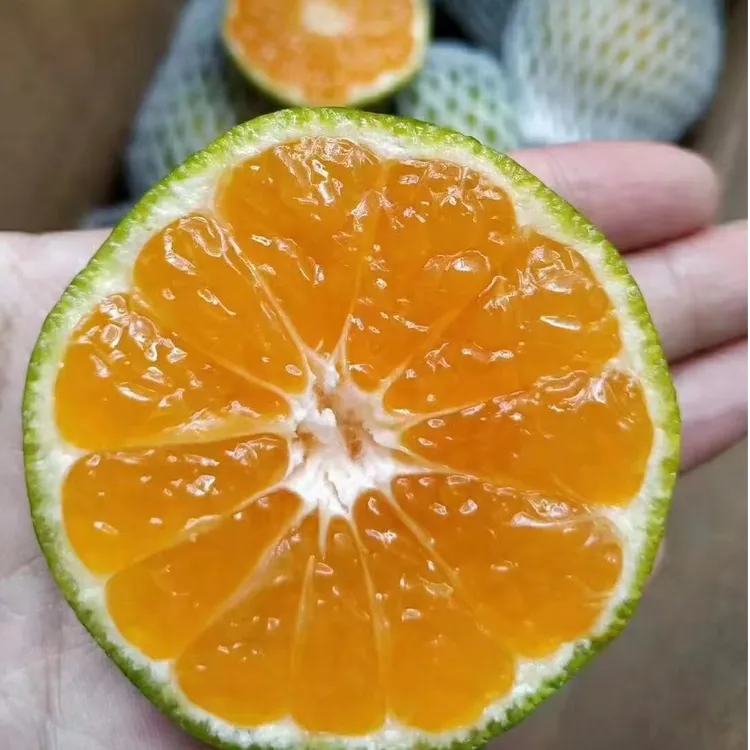 【顺丰包邮】云南青皮橘子蜜橘新鲜现摘酸甜多汁皮薄无籽孕妇水果