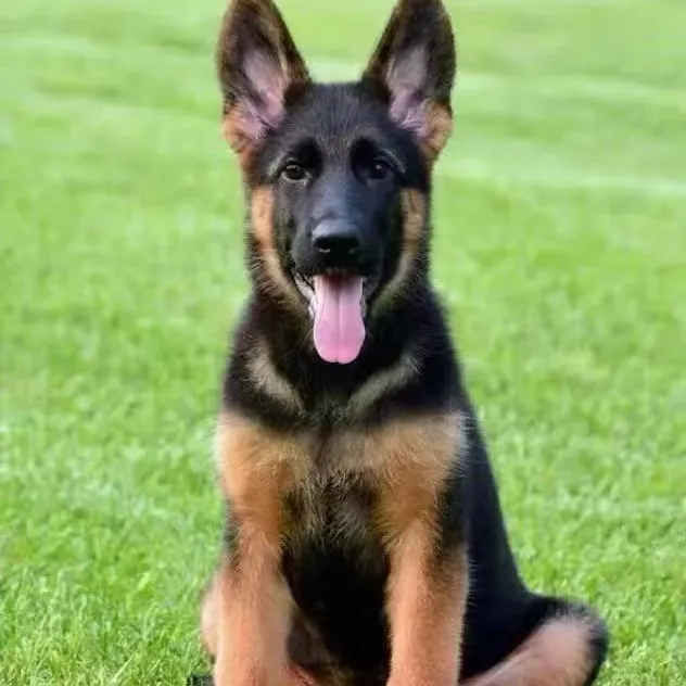 （三金 犬业）T狗狗活体