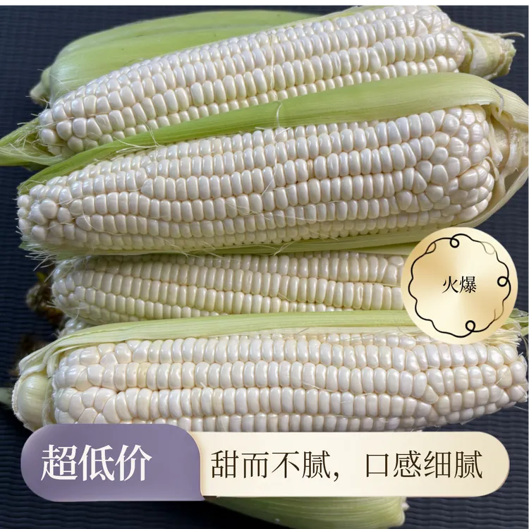 【当日摘】河北怀安新鲜白糯玉米软糯香甜农家现摘现发
