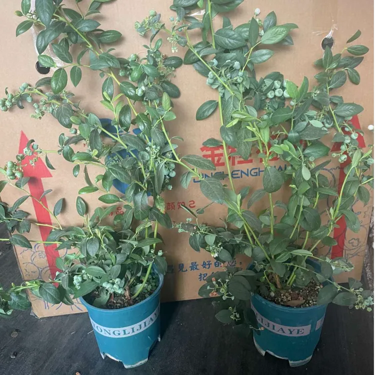 【1.5加仑F6带果蓝莓】蓝莓树果苗盆栽蓝梅树苗带大果草莓室内耐寒