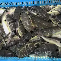 冰鲜河豚鱼两条500g已处理PICC承保安全无毒炸鱼