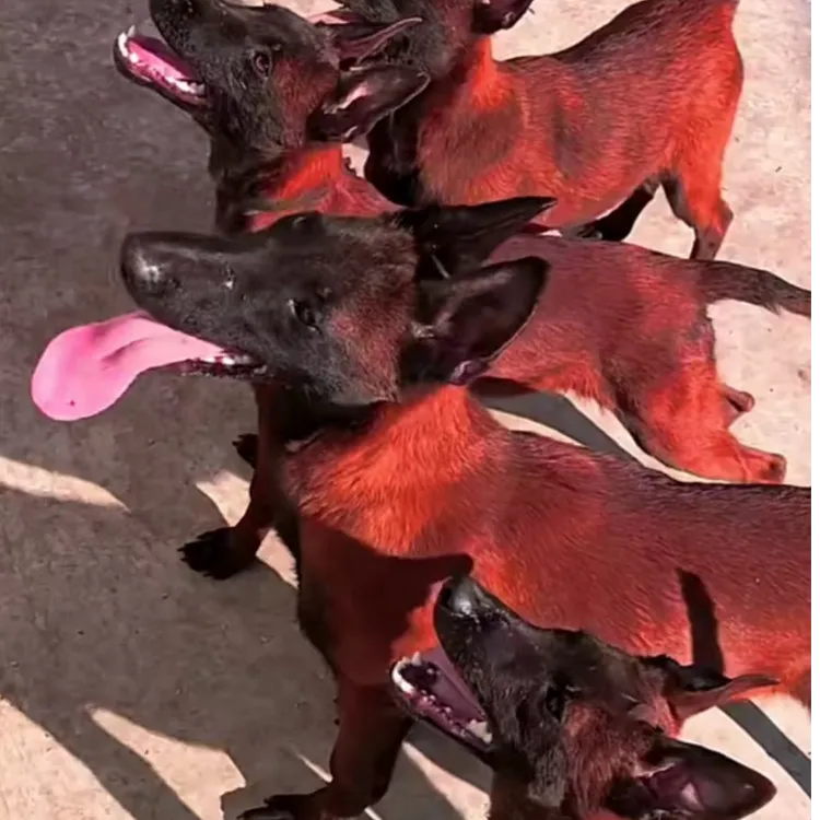 （爆红马犬家）T狗狗活体