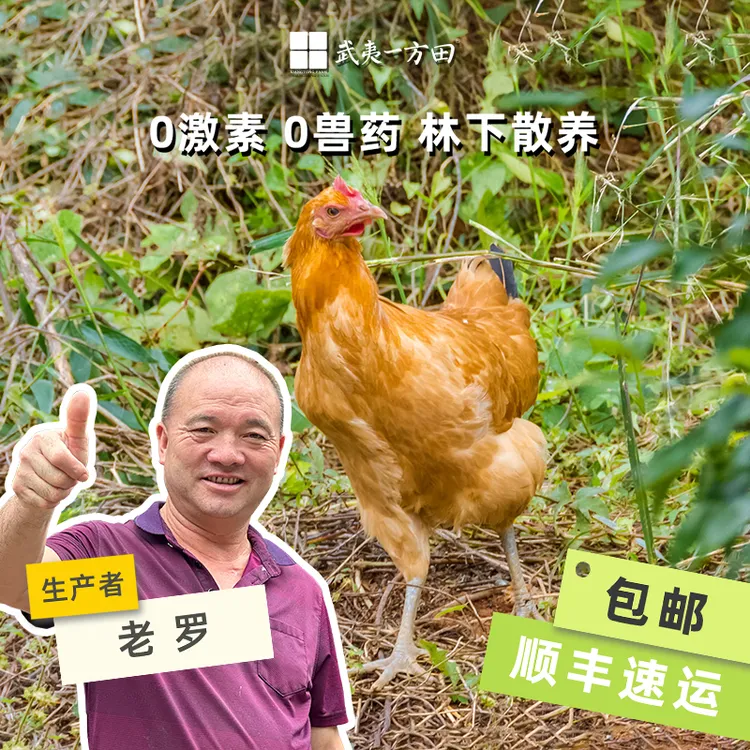 武夷一方田土鸡农家散养走地鸡新鲜现杀净膛跑山鸡整鸡净重2.3斤