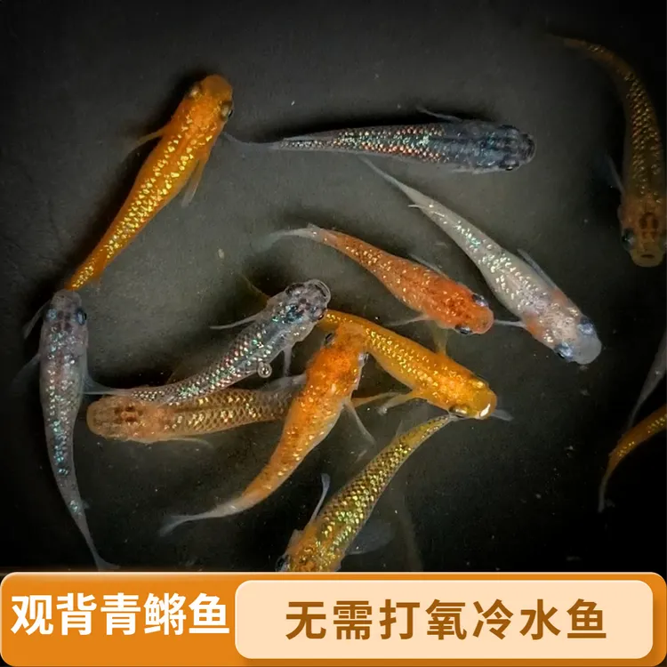 迷你锦鲤观背青鳉观赏鱼冷水0-40度不打氧好养活适合观背青鳉观赏