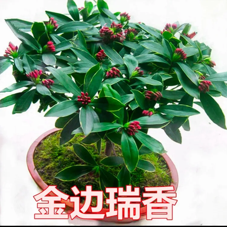 百花之香 金边瑞香 4年苗 带花苞发货