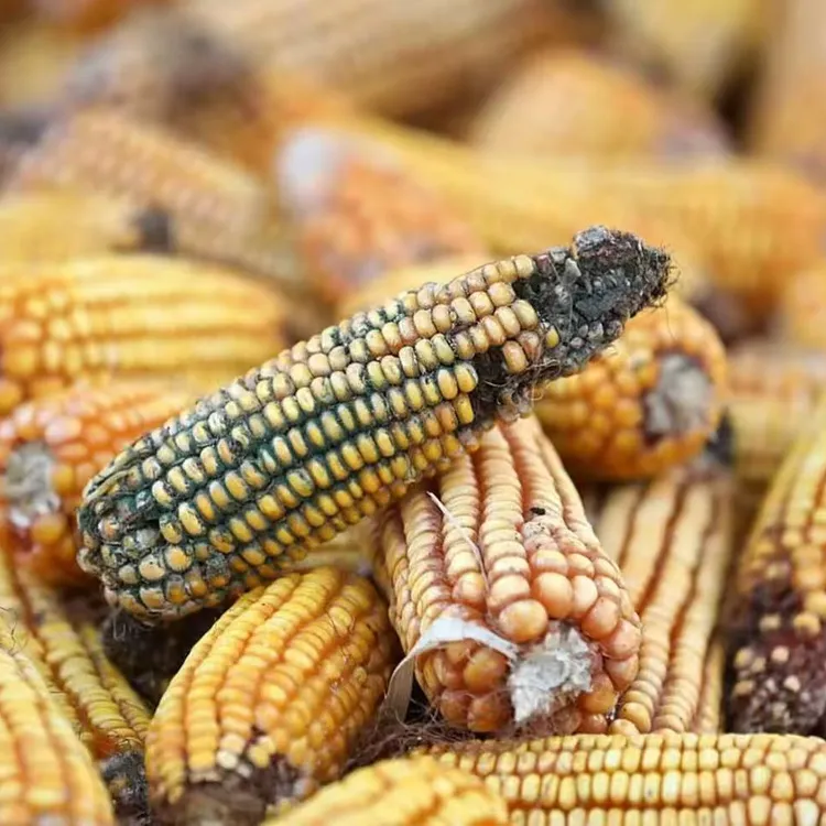 玉米防止霉变解决方案叶面肥