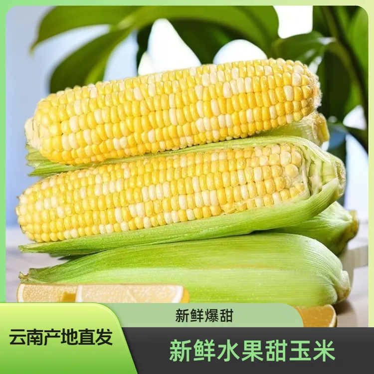 【甜脆】云南金银水果甜玉米新鲜可生吃清甜榨汁蒸煮甜味精品火锅