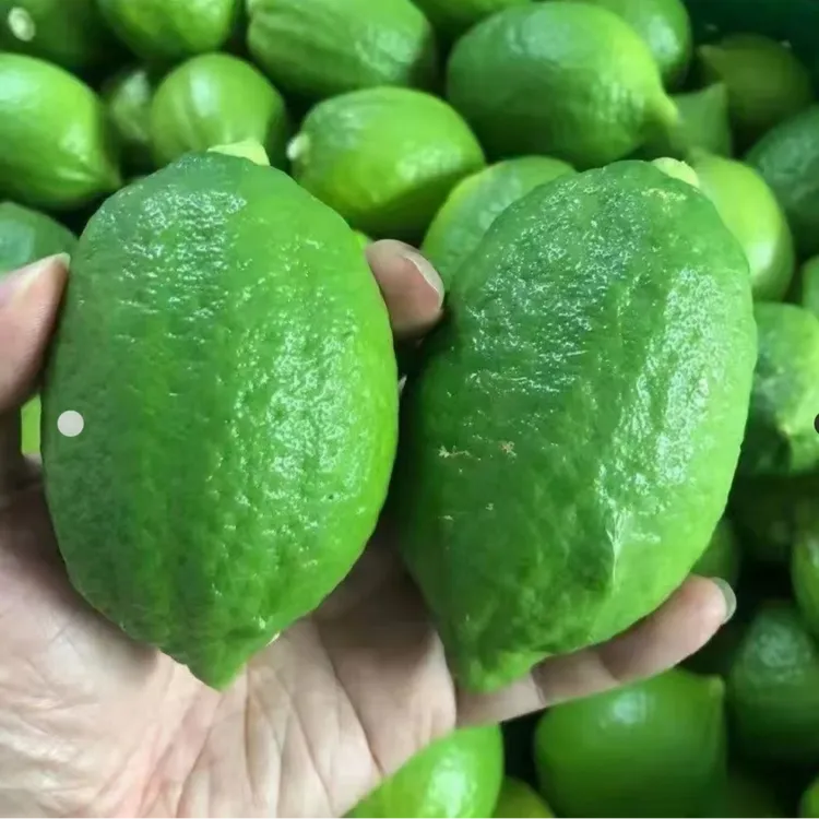 【广东香水柠檬靓果3斤】果园现摘直发奶茶店适用新鲜多汁果香浓郁