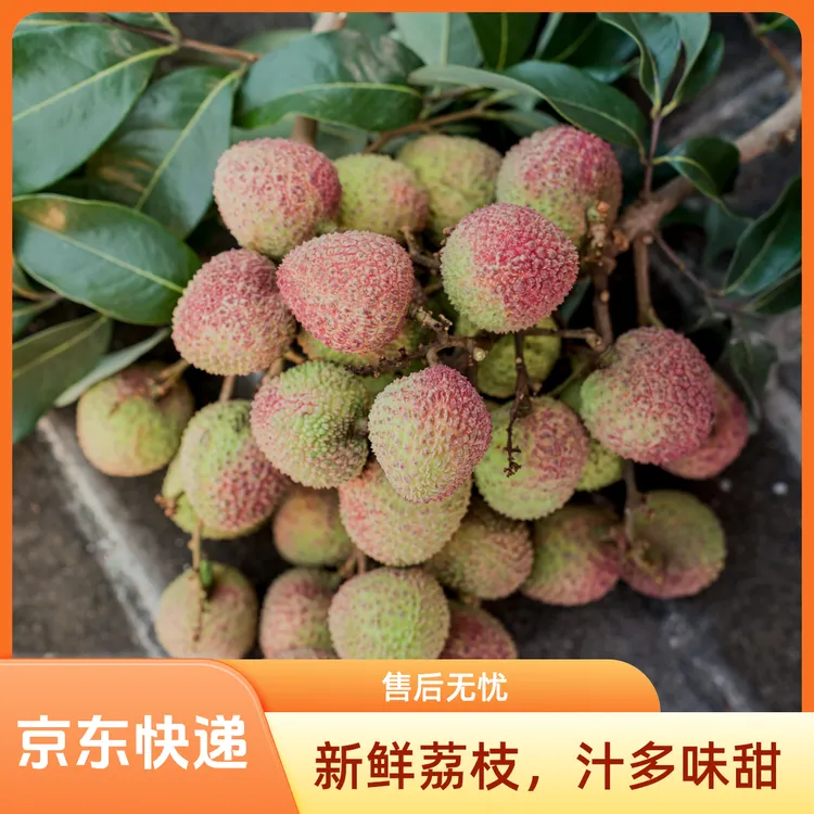 【薪火全国专拍】精品灵山S级妃子笑新鲜现摘空运包邮