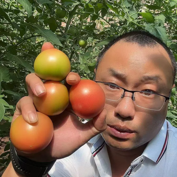 【东北西红柿】番茄铁皮西红柿生吃4.5斤包邮【顺丰包邮】