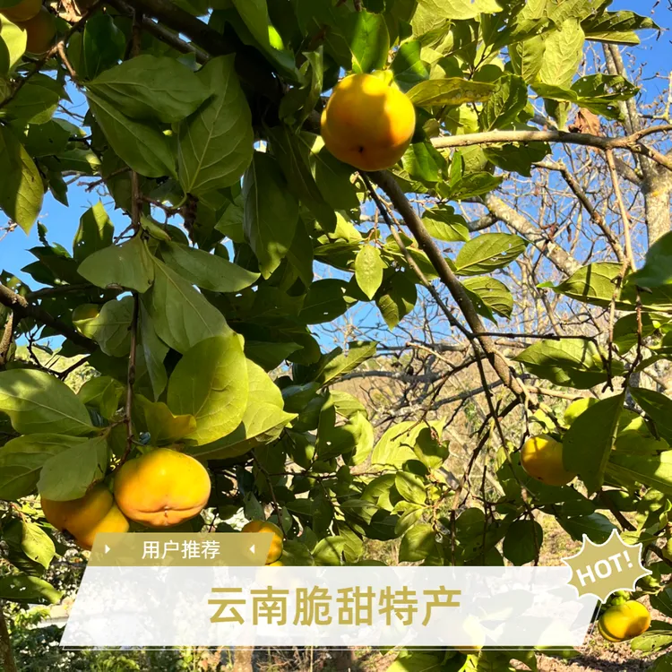 云南脆柿子特产新鲜水果脆甜可口