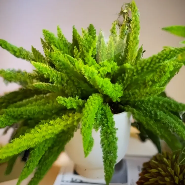 狐尾天门冬3年左右（冬天0度以下地区请拍保温棉，不拍冻死不售后）