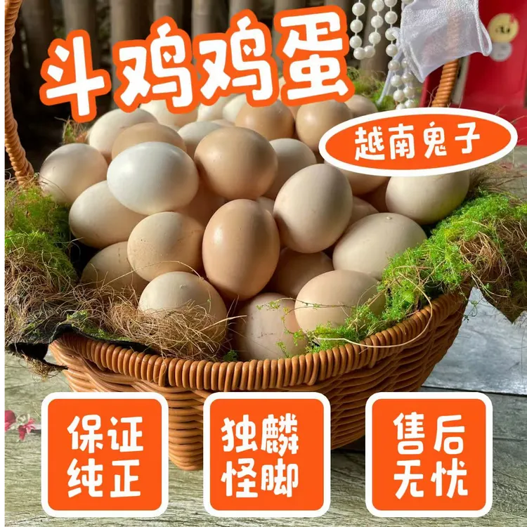 战逍遥斗鸡蛋人工受精独麟怪脚保证纯种血统纯正越南鬼子