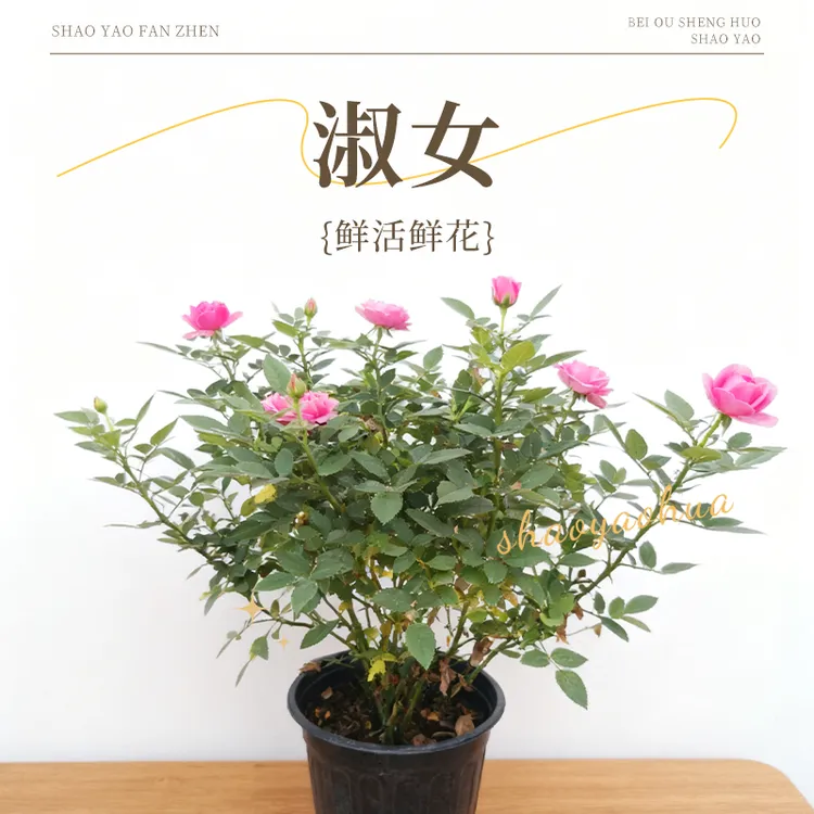 带花苞小玫瑰月季花淑女盆栽耐热四季开花适合室内外阳台庭院 