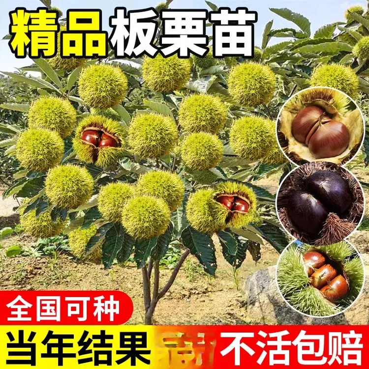 嫁接板栗苗树地栽南方北方种植大红袍特大板栗树果树果苗当年结果