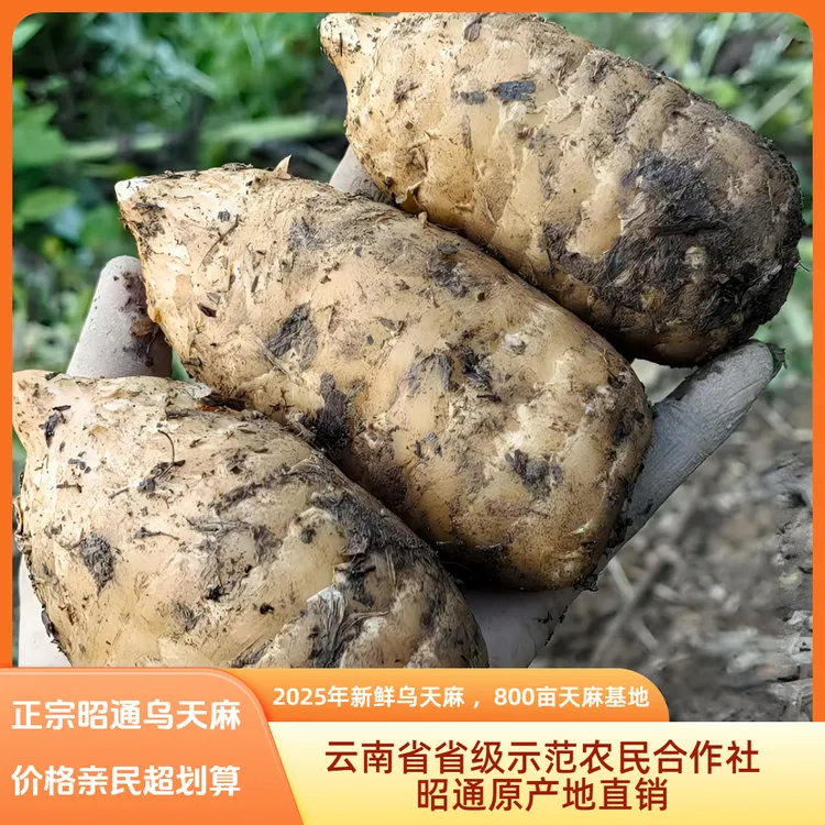 云南省省级示范农民合作社800亩新鲜乌天麻基地源头直销  小果