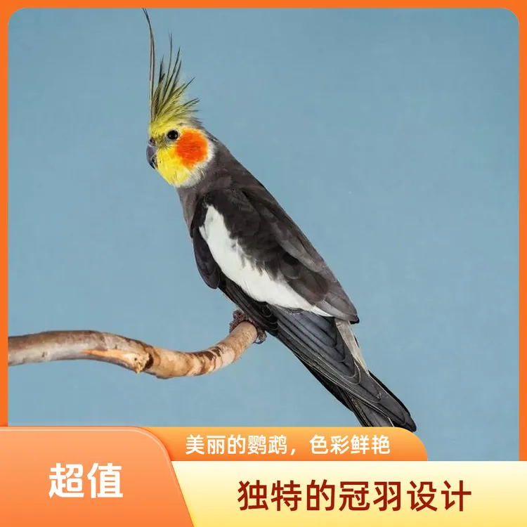 手养玄凤鹦鹉活体宠物会学说话可互动亲人可爱活泼可繁殖京东包邮