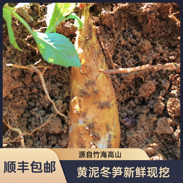 【顺丰包邮】竹海高山黄泥新鲜冬笋竹笋尖临安野生鲜嫩竹现挖现发