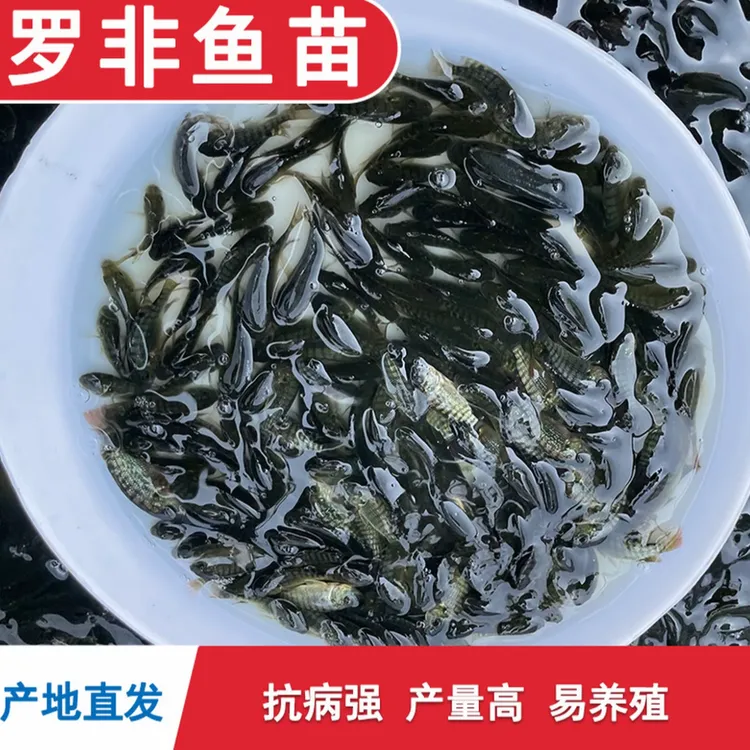 罗非鱼活体海南一号淡水养殖渔场发货