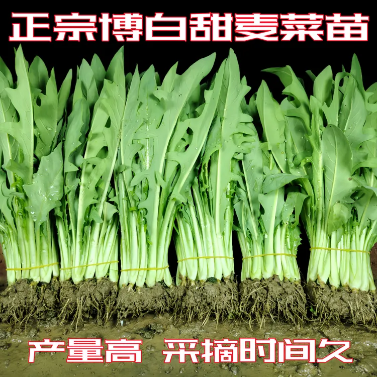 正宗广西博白甜麦菜秧苗新鲜现拔现发带泥发货软口脆甜四季种盆栽