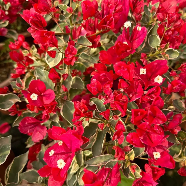 金边花叶红三角梅