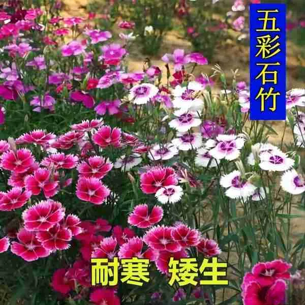 五彩欧石竹花卉种子多年生盆栽地栽庭院草坪花籽