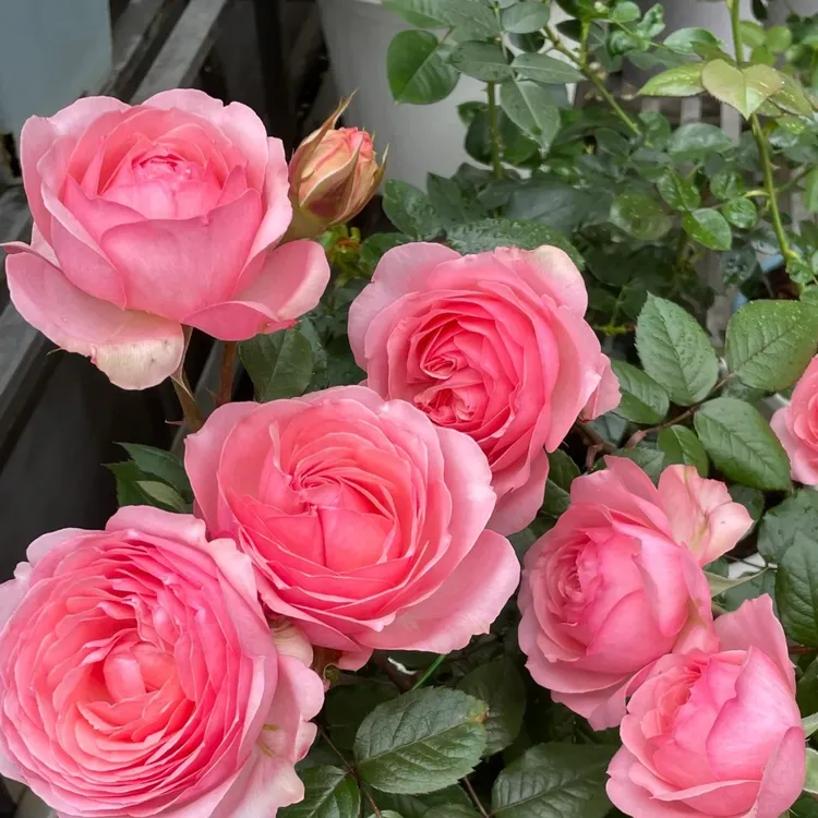 杨玉环月季花苗开花大花玫瑰花室内阳台盆栽四季好养花卉绿植树苗