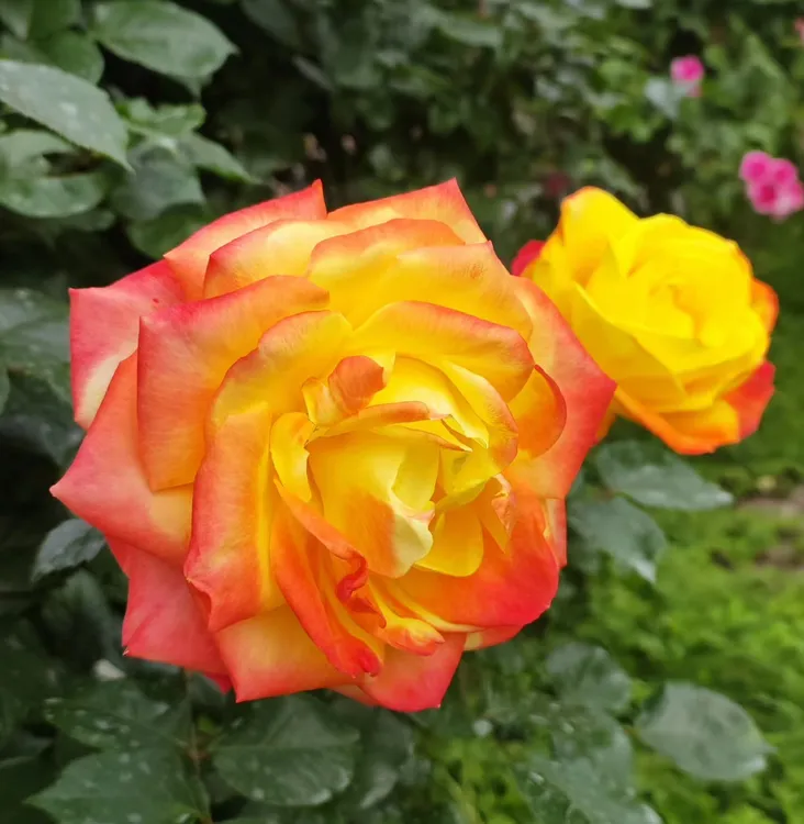 光谱鲜花大花浓香变色系爬藤超勤花多季开花灌木月季花苗四季开花